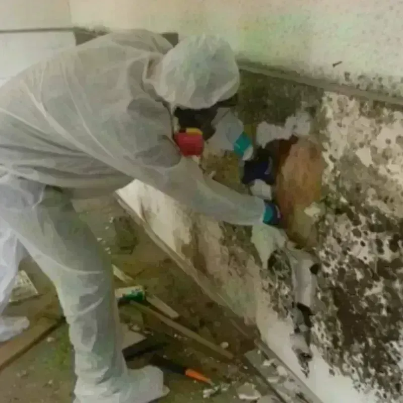 Mold Remediation and Removal in Gang Mills, NY